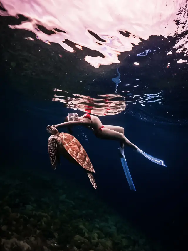 길리 투어 없이 거북이랑 수영할 수 있는 곳🐢