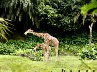 Experience the beauty of wildlife at Zoo Negara