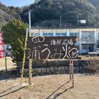 【津久見】九州一早い桜の便り🌸河津桜🌸