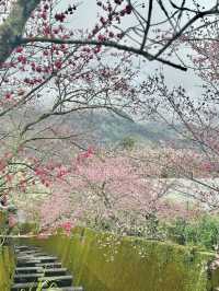 南投。草坪頭櫻花季