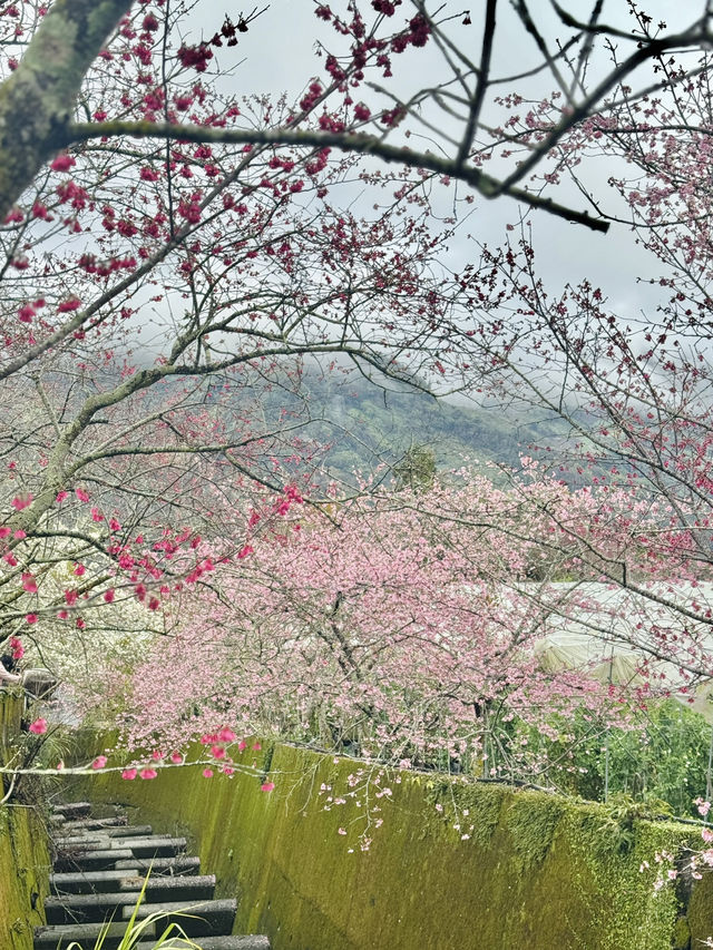南投。草坪頭櫻花季