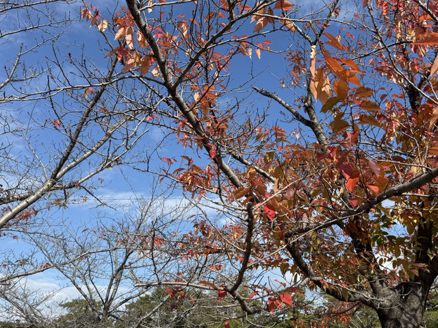 高松市6日遊行程推介