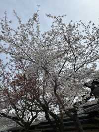 嵐山公園的櫻花：春天的夢幻絕景 🌸
