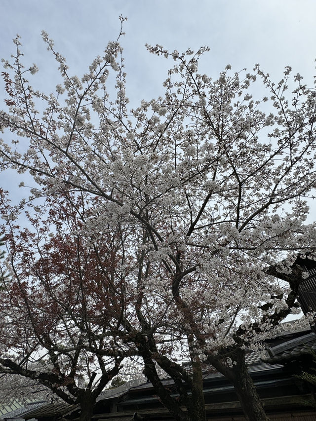 嵐山公園的櫻花：春天的夢幻絕景 🌸