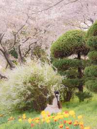 튤립과 벚꽃을 한 번에 볼 수 있는 부산 여행지🌸