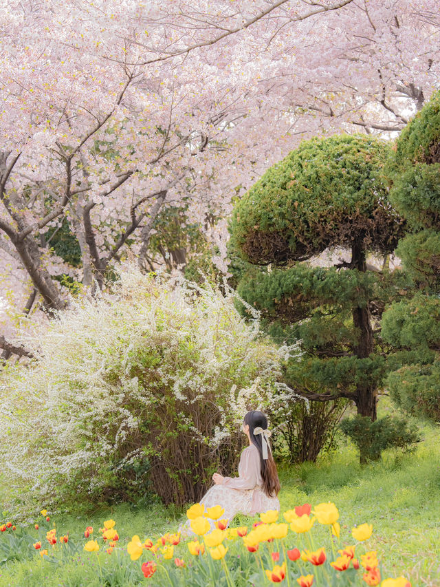 튤립과 벚꽃을 한 번에 볼 수 있는 부산 여행지🌸