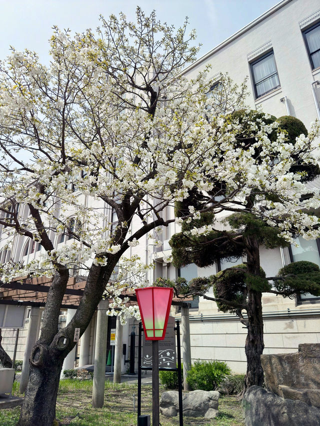 櫻花隧道的春日驚艷：大阪造幣局櫻花步道 🌸