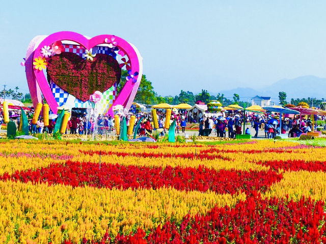 Immerse Yourself in Nature's Beauty at Sea of Flowers