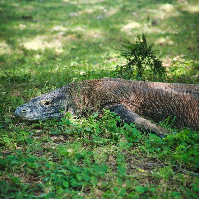 Komodo National Park