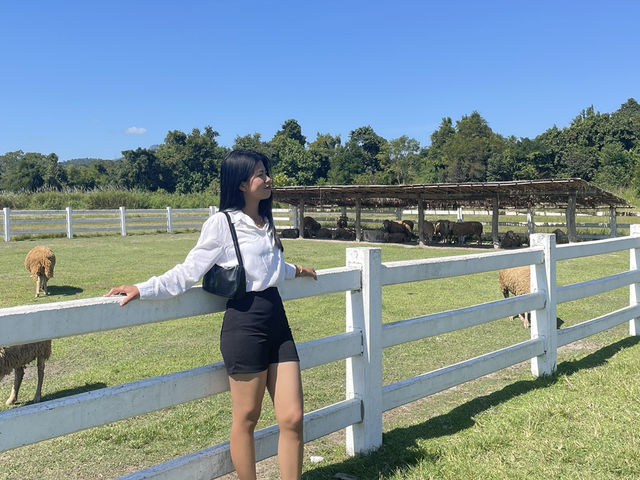 ฟาร์มแกะห้วยตึงเฒ่า 🐑