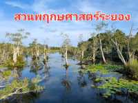 ชมป่าเสม็ดพันปี ที่สวนพฤกษศาสตร์ระยอง🏝