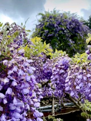 藤の花が天に昇っているように見える。