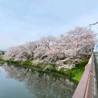 桜の名所。リフレクションも美しい。