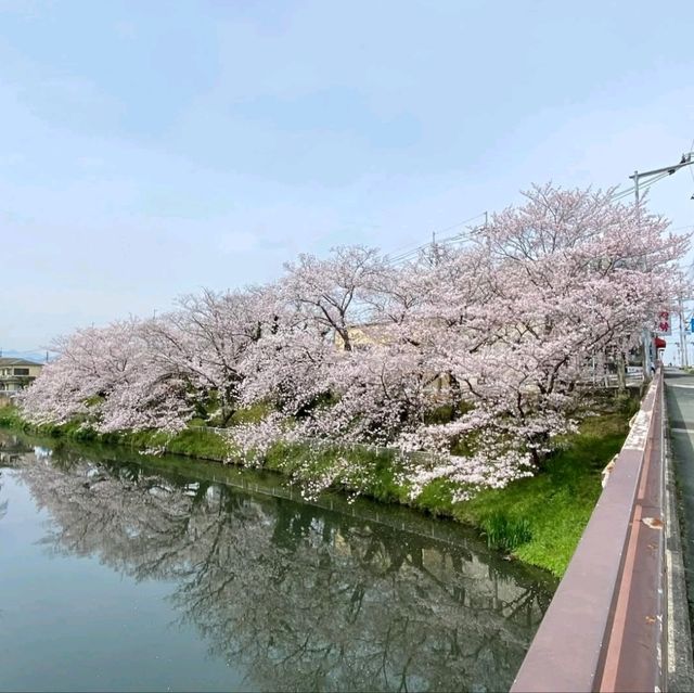 桜の名所。リフレクションも美しい。