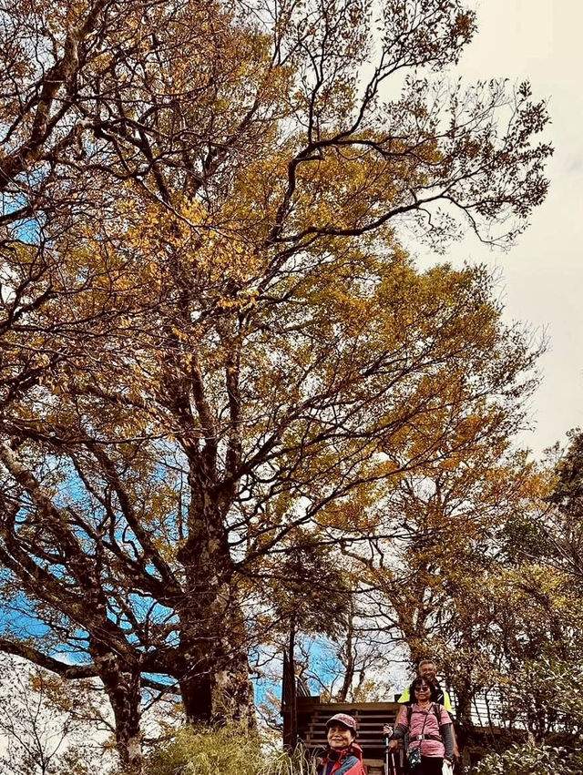鎏金般耀眼的太平山山毛櫸步道