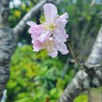🌸 **大埔海濱公園櫻花觀賞分享** 🌸