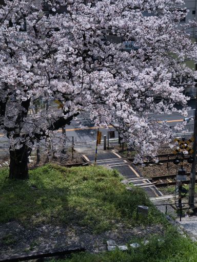 広島】行かなきゃ損‼️坂の街が桜色に染まる🌸 | Trip.com 尾道