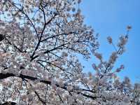 A DREAMY WALK AT YEOUIDO HANGANG PARK CHERRY BLOSSOM 