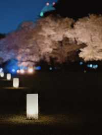 「春の東京を満喫🌸✨」都内の桜おすすめスポットまとめ