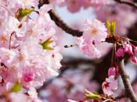 Chasing Sakura at Habu Park in Nakama City