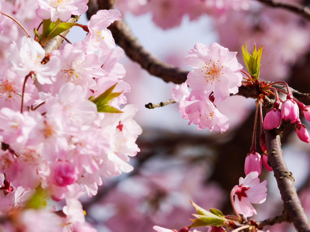 Chasing Sakura at Habu Park in Nakama City