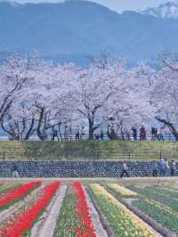 【富山】行かなきゃ損‼️残雪の山×桜×チューリップ✨ここでしか見れない🤩