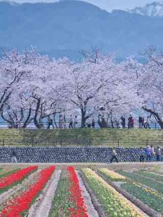 2026 Recommended Cherry blossom viewing in Asahi (Updated June