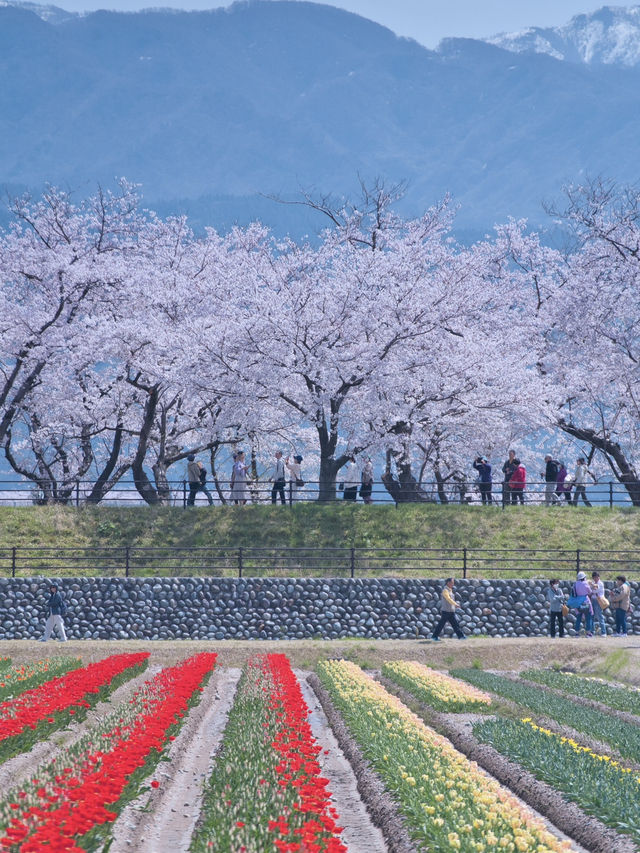 【富山】行かなきゃ損‼️残雪の山×桜×チューリップ✨ここでしか見れない🤩