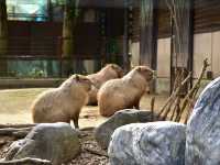 活力 . 愛媛県立とべ動物園