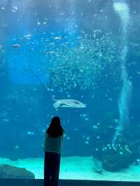 桃園 Xpark水族館 