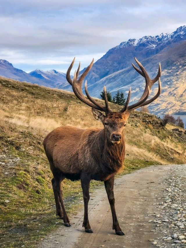 Unforgettable Views and Wildlife at Deer Park Heights🦌✨️