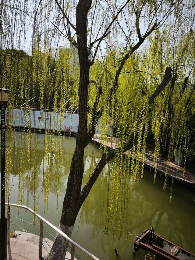 ดอกทิวลิปบานที่สวนต้าหนิง
