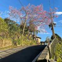阿里山櫻之道