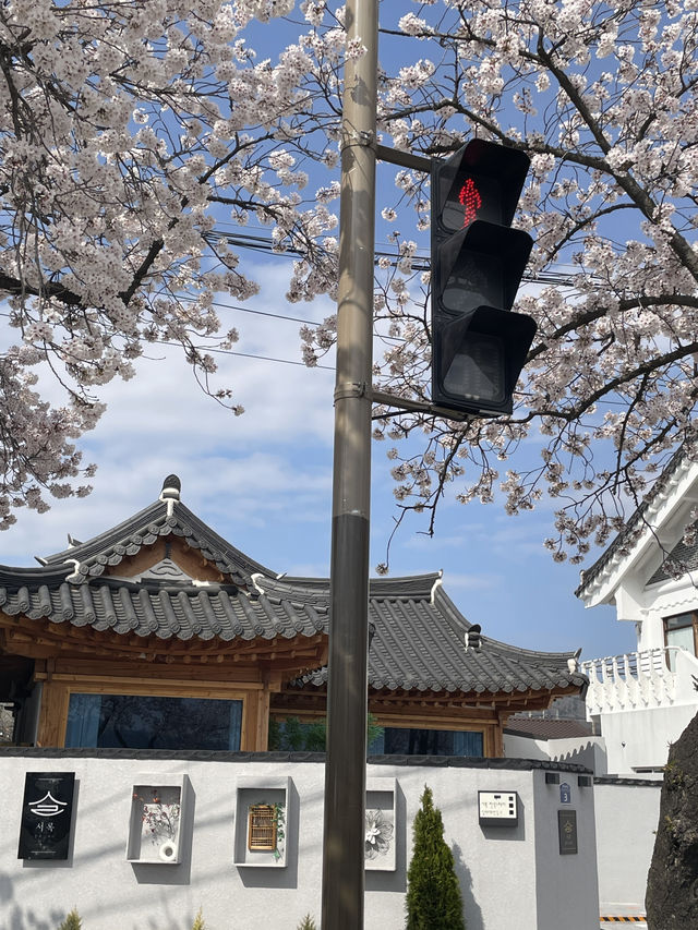 대릉원 벚꽃길축제가 곧 열립니다!🌸