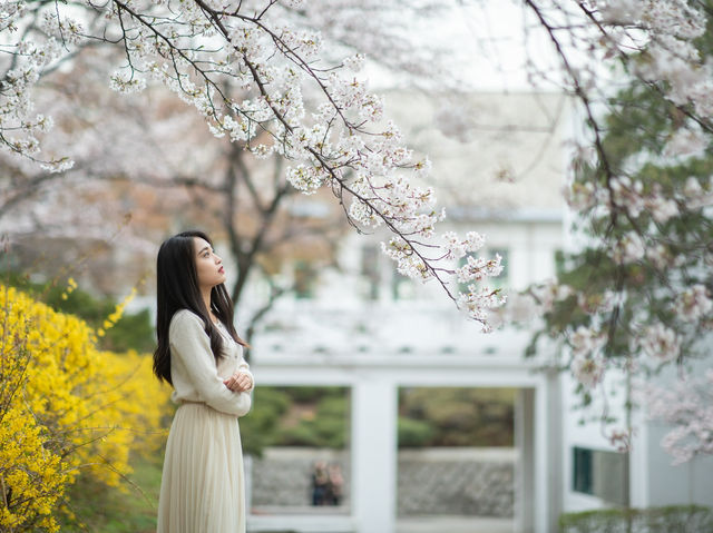 벚꽃 사진 찍기 좋은 곳