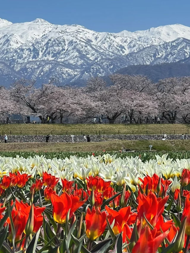 4月限定｜春の四重奏に恋して