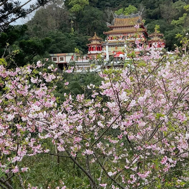 台北貓空春季賞櫻輕縱走推薦