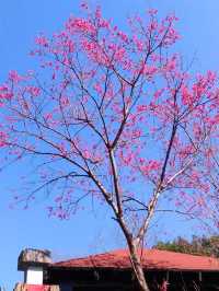 🌸** 烏來區以其自然美景**🌸