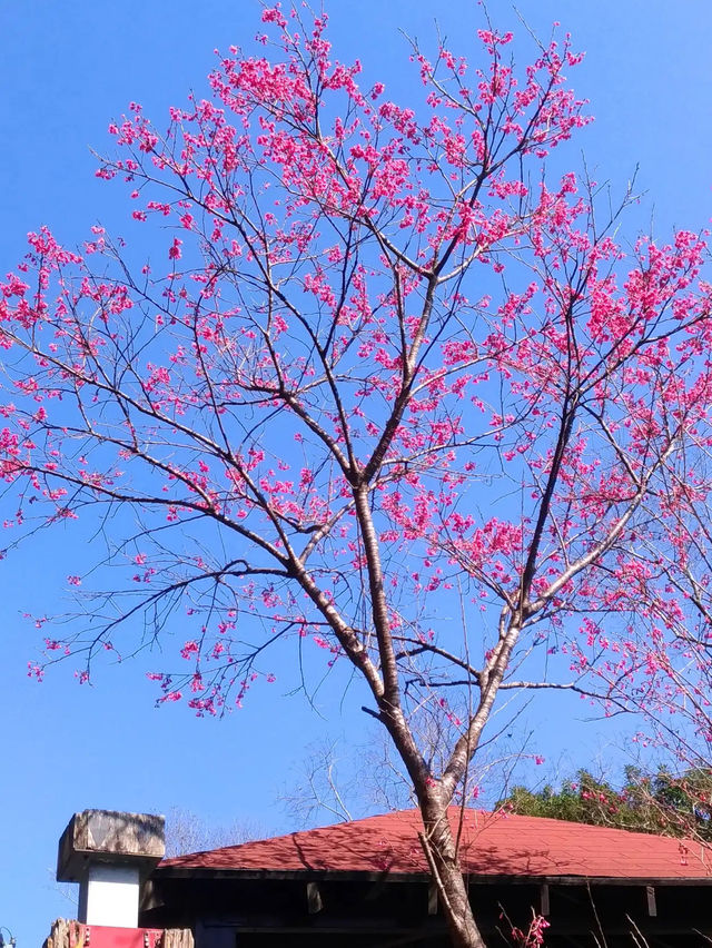 🌸** 烏來區以其自然美景**🌸
