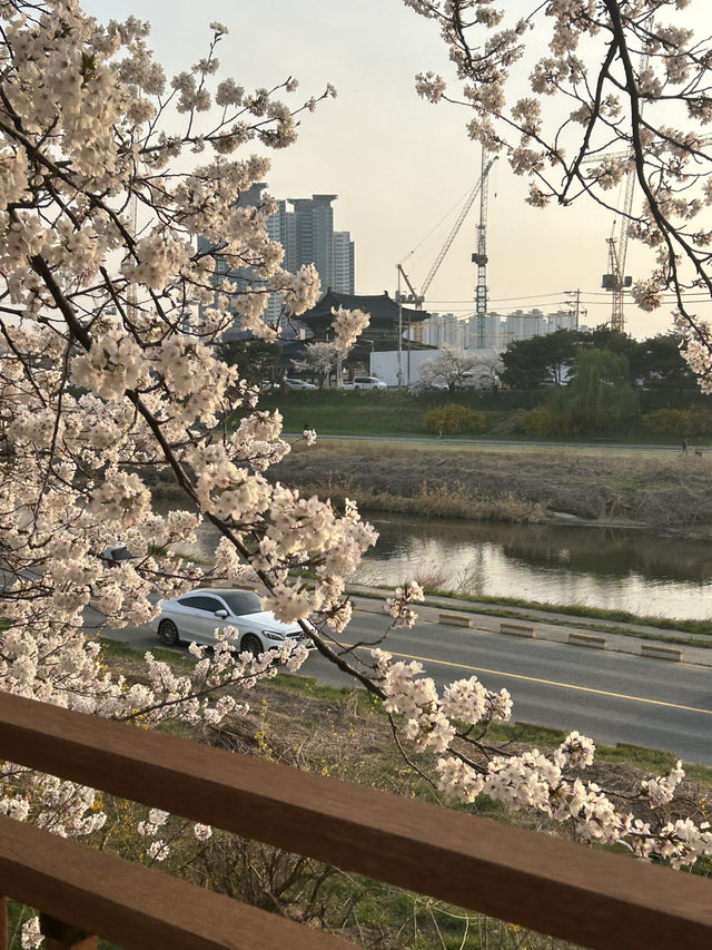 청주 도심 속 벚꽃 힐링 스팟, 무심천 벚꽃길🌸🤍