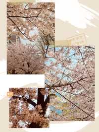 A Sea of Cherry Blossoms: Yeouido Festival's Overwhelming Beauty