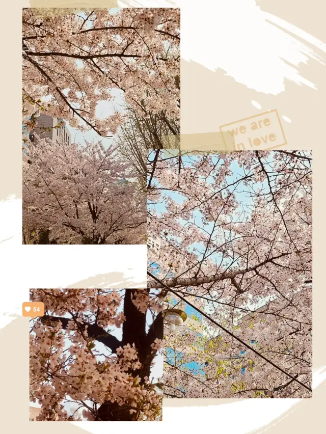 A Sea of Cherry Blossoms: Yeouido Festival's Overwhelming Beauty