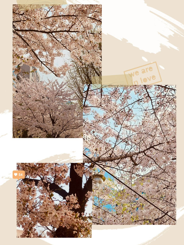 A Sea of Cherry Blossoms: Yeouido Festival's Overwhelming Beauty