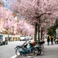🌸 & Bliss at Idaplatz!Sakura Dreams in the Heart of the City