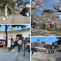 【福岡県北九州市小倉🇯🇵小倉城】桜🌸を見ながらお城散策