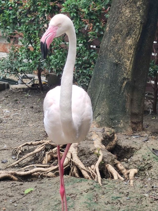 #淨園農場-高雄市小港區
