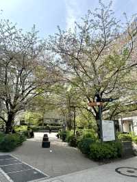 Cherry Blossoms at Sukiyabashi Park