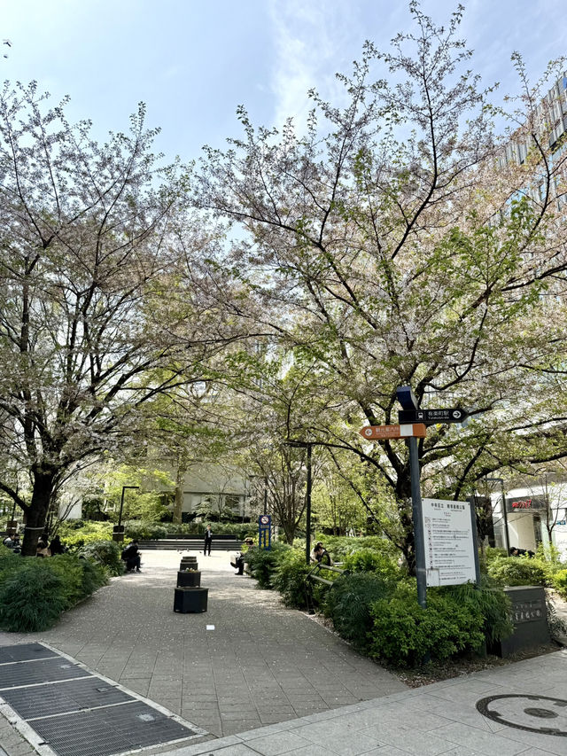 Cherry Blossoms at Sukiyabashi Park