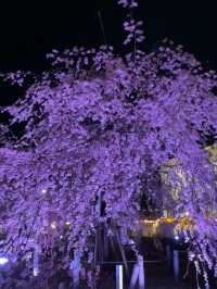 🇯🇵日本名古屋 | 鶴舞公園櫻花已開滿‼️🌸