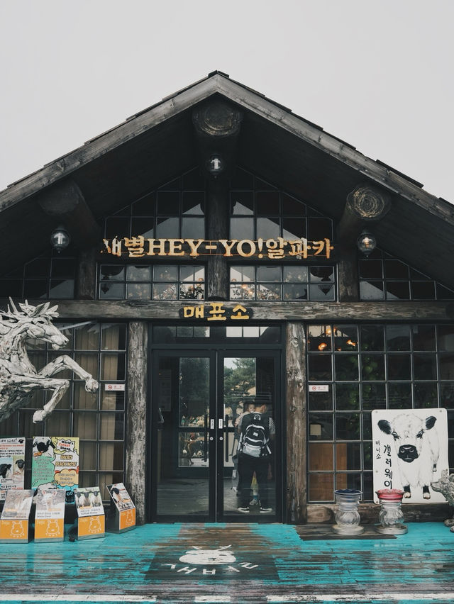 濟州親子景點推薦：被羊駝萌翻 療癒體驗